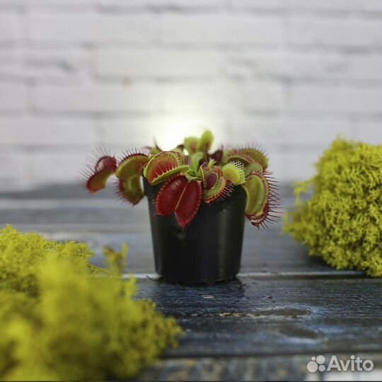 Венерина Мухоловка Типичная форма малютка D6cм