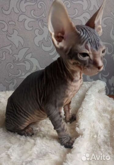 Котики Дончаки