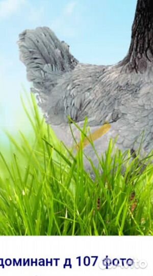 Инкубационное яйцо