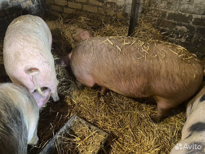 Свиньи на мясо или племя
