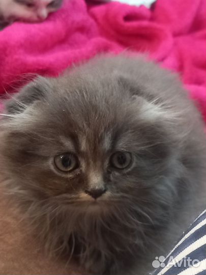 Котята Шотландцы