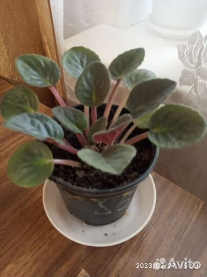 Фиалки сортовая