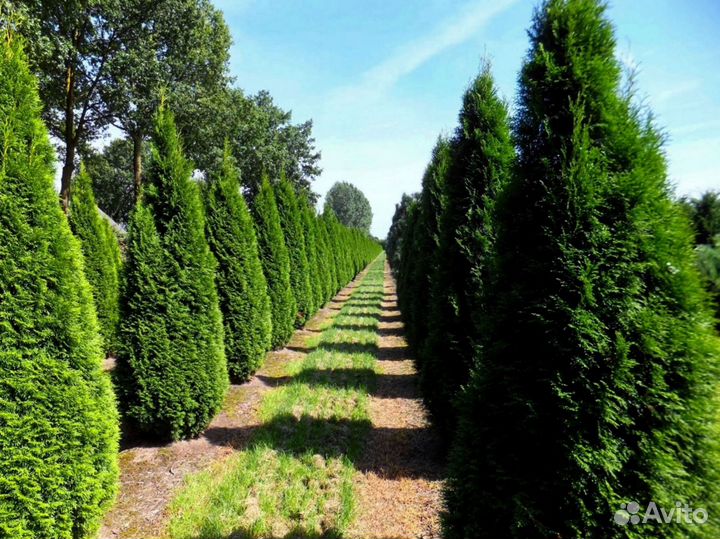 Туи западные