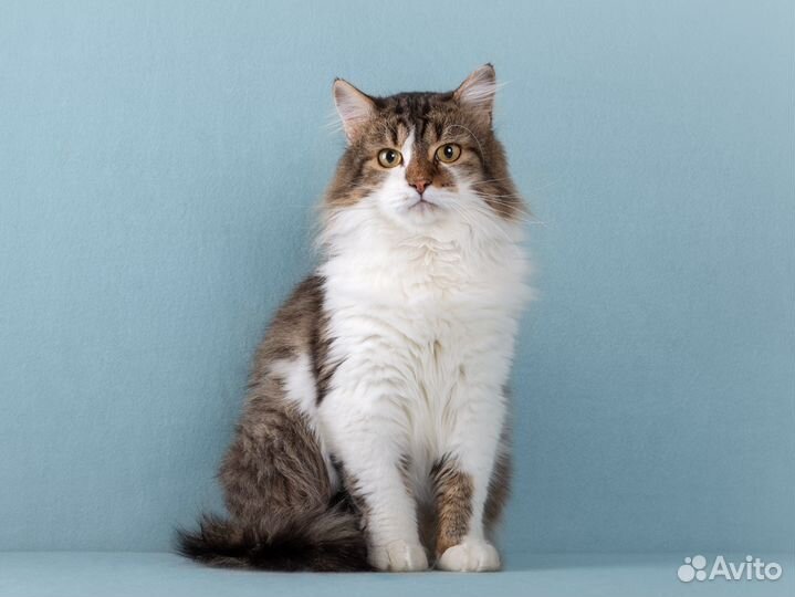 Пушистый кот Симон, ласковый и милый