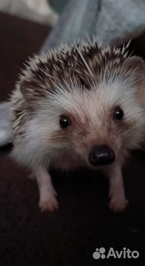 Африканский ежик