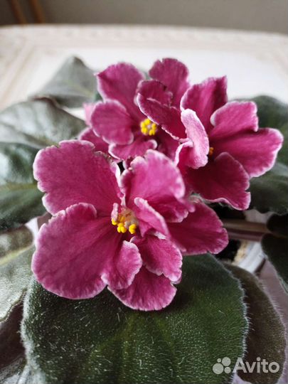 Сортовые фиалки