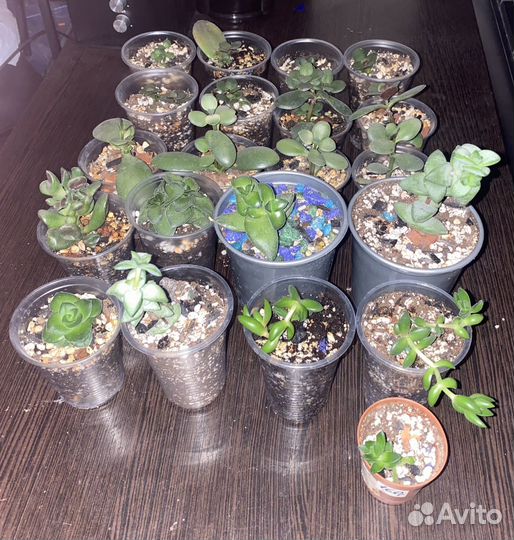 Крассулы,Эониумы,Алоэ,Агавы,Хавортии.Суккуленты