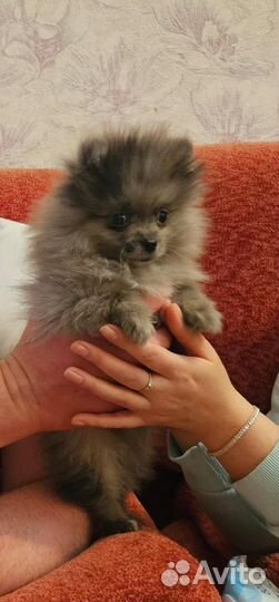 Померанский шпиц мини