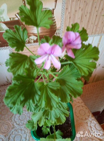 Герань пеларгония королевская