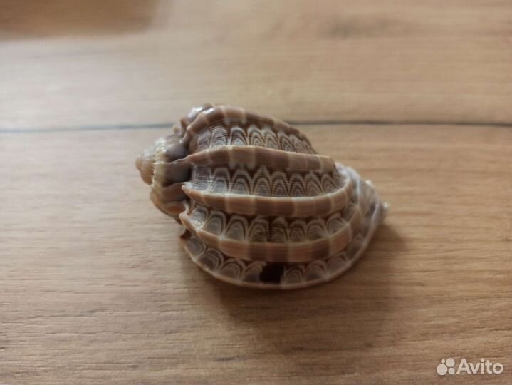 Морская раковина