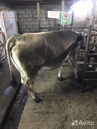 Корова дойная