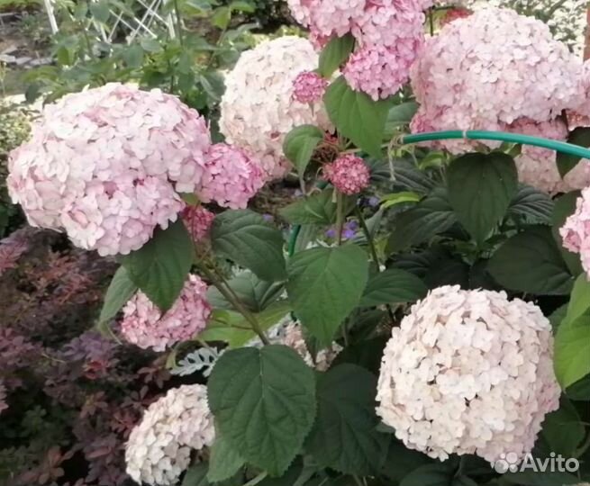 Гортензия древовидная розовая Кандибелле Баблгам