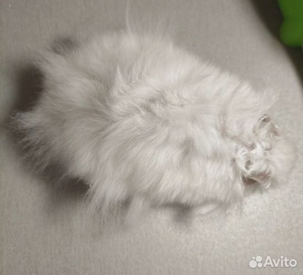 Хомяки ангорские длинношёрстные королевские