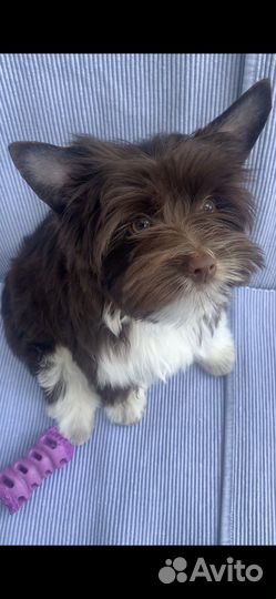 Йоркширский терьер