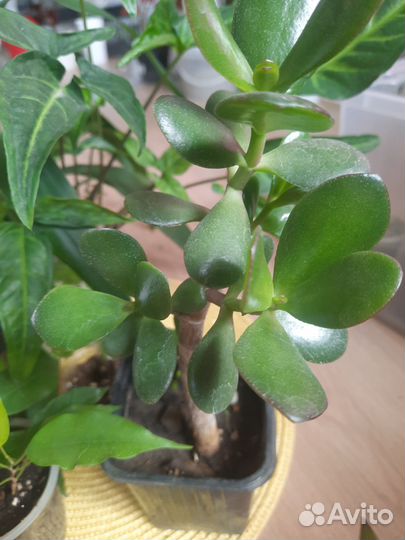 Комнатные цветы