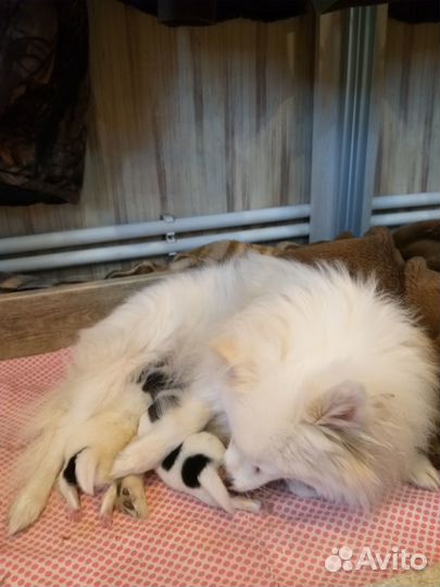 Щенки шпица