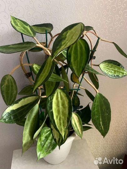 Хойя макрофилла