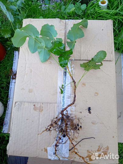 Магония падуболистная