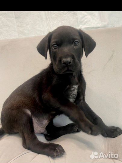 Щенок метис. Собаки приют лазаревское