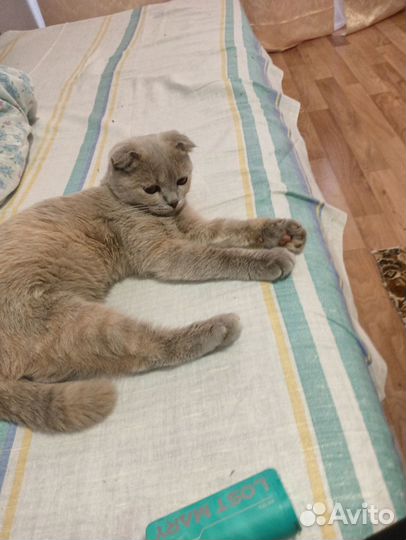 Отдам в добрые руки кошечку