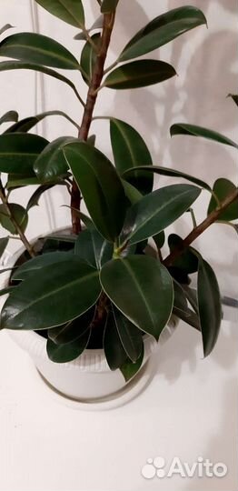 Фикус Мелани в горшке