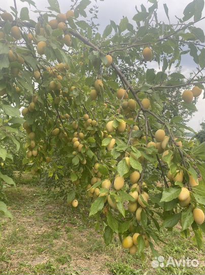 Саженцы желтой и синей сливы