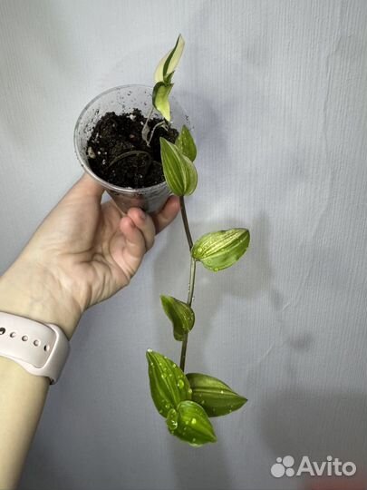 Разеве растения гинура/традесканции