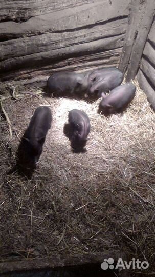 Продажа свиней