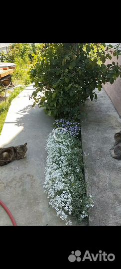 Саженцы винограда Преображение