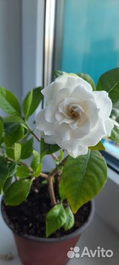 Гардения жасминовидная