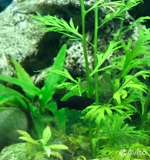 Гуппи ковровые, Велифера,Креветки чери, Сомики