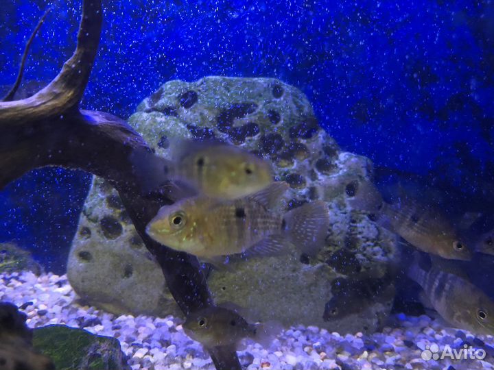 Малавийские цихлиды мальки Лабидохромис Еллоу