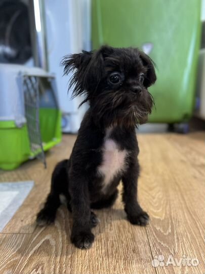 Щенки метисы