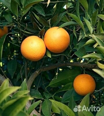 Апельсин вашингтон