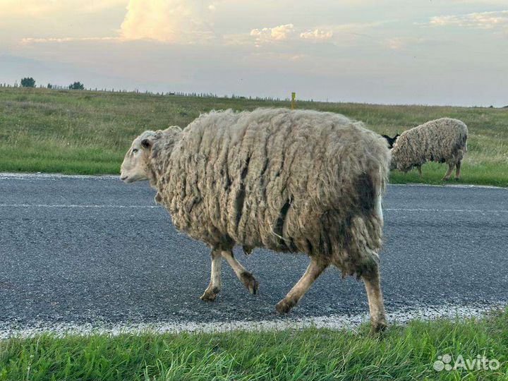 Овцы матки ягнята бараны