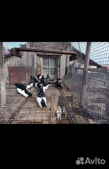 Голуби Высоколётные