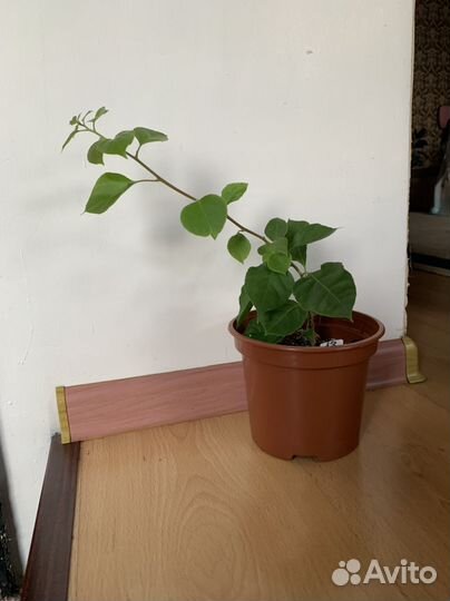 Бугенвиллея