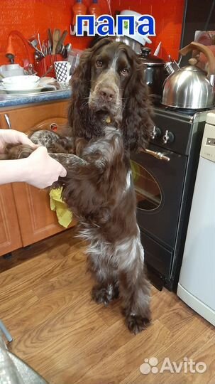 Щенки кокера спаниеля