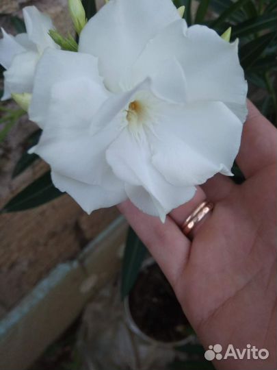 Nerium oleander олеандр 2