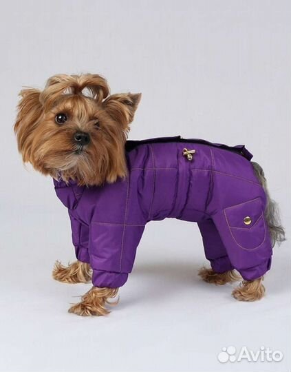 Новые вещи для собаки