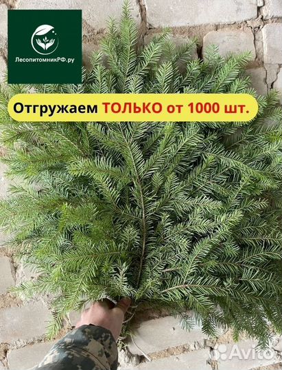 Пихтовый веник опт