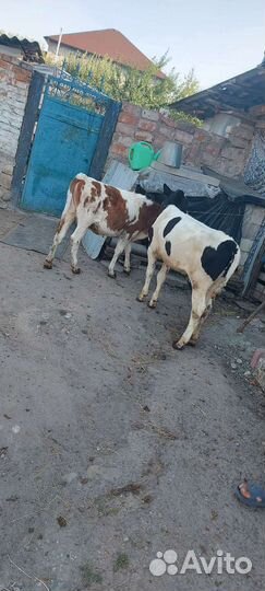 Продается тёлочки очень упитаные кушает корм сено