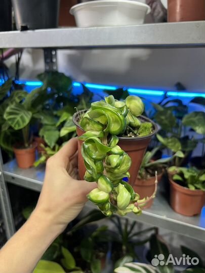 Хойя Компакта вариегатная