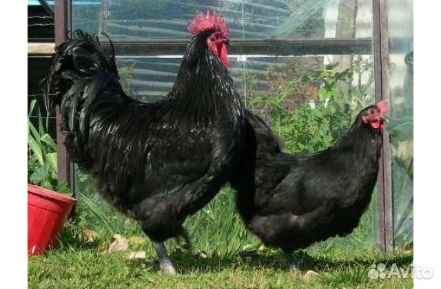 Продам кур: декоративных, редких и обычных