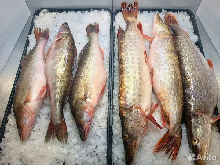 Белая речная рыба Каргасок