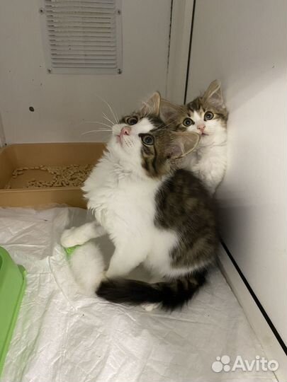 Фима и Сима из приюта очень нуждаются в доме