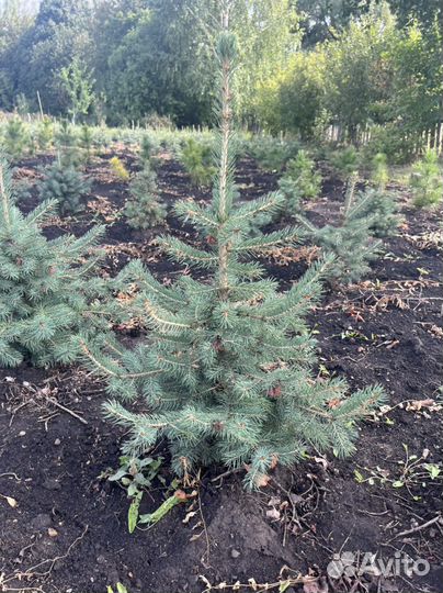 Ель голубая