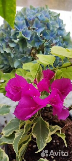 Бугенвиллия Lila Variegata