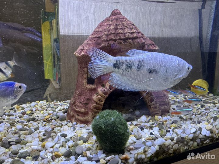 Аквариум с рыбками бронь