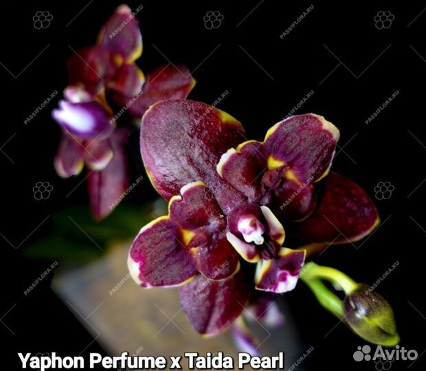 Парфюмерная фабрика и другие сорта